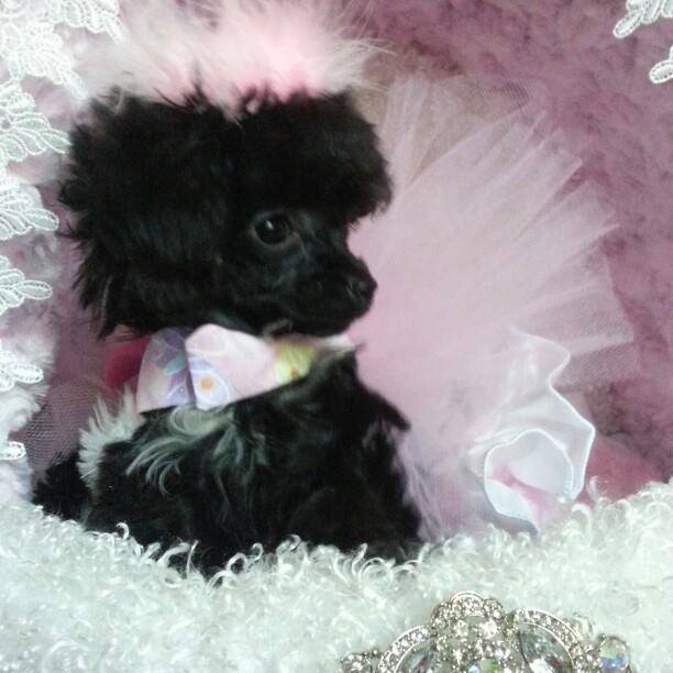 teacup parti poodle